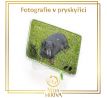 Fotografie v pryskyřici